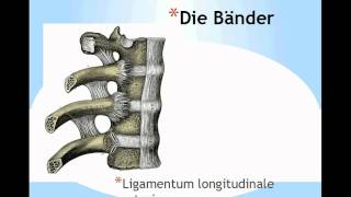 Aufbau der Wirbelsäule Columna Vertebralis Teil 2 [upl. by Llehsal]