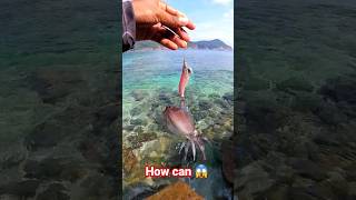 Fantastic Catch Squidmabang seasky shorts foryou squid fishing [upl. by Anidem]