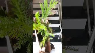 Christmas plan 🏕 indor plantshow plantunboxing For flepkart youtubeshortsvideo [upl. by Christin170]