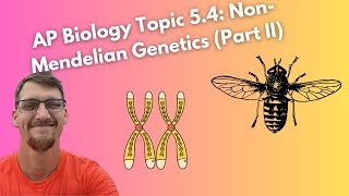 54 NonMendelian Genetics Morgans Experiments and Gene Mapping  AP Biology [upl. by Fallon876]