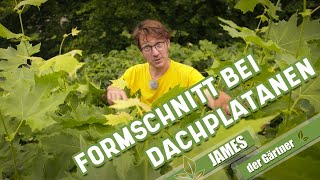 So schneidet man Dachplatanen im Sommer  James der Gärtner [upl. by Ahsiei]