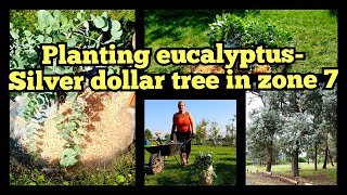 How I planted eucalyptus cinereasilver dollar treeTree planting ideaDrought tolerant tree zone 7 [upl. by Hayidah940]