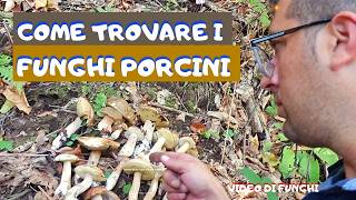 Funghi Porcini  Come e Dove TROVARE i Funghi Video DETTAGLIATO sui Funghi [upl. by Dammahum]