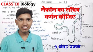 नेफ्रॉन का सचित्र वर्णन कीजिए  nephron ka sachitra varnan karen  nephron ka namankit chitra [upl. by Oos]