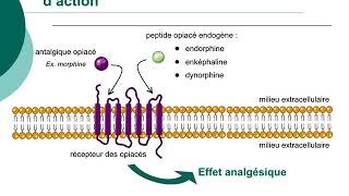 Pharmacologie des médicaments antalgiquesCours commenté [upl. by Reggy1]