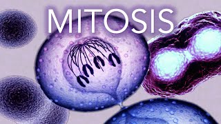 MITOSIS  MADE SUPER EASY  ANIMATION [upl. by Linad493]