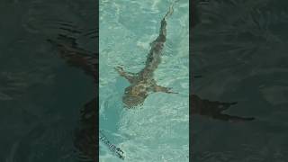 SNORKELING WITH SHARKS  HOUSEREEF IN MALDIVES REETHI [upl. by Dee Dee106]