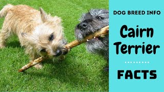 Cairn terrier dog breed All breed characteristics and facts about Cairn Terrier dogs [upl. by Eilsew]