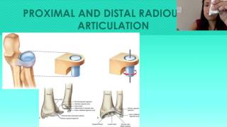 6 The Forearm Ulna and Radius  Proximal and Distal Radioulnar Joints [upl. by Gwenore]