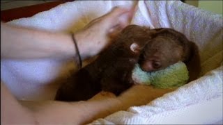 Baby Sloth Twins Are Inseparable [upl. by Rufena]