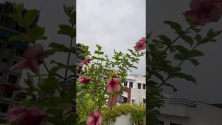 🌱Allamanda plant care by home 🏠 gardening 🧑‍🌾🌹ytshots 🌿homegardening viralshorts 😍 [upl. by Walczak]