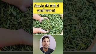 कैसे होती है Stevia मीठी तुलसी की खेती Stevia Farming Stevia contract farming [upl. by Haze]