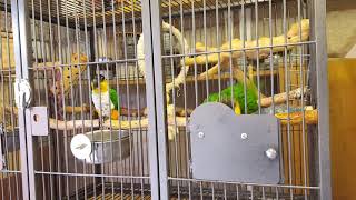 Black headed Caique Parrots daily clean [upl. by Werd296]