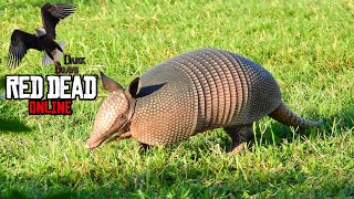 RDR 2 Online Nine banded Armadillos Locations Nine banded Armadillos skinned [upl. by Lynch]