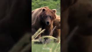 Wild Grizzlies Unleashed  A Glimpse into their Majestic Natural Habitat in Grizzly Man documentary [upl. by Eibber]