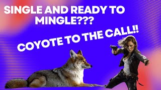 SINGLE AND READY TO MINGLE COYOTE TO THE CALL [upl. by Shreve]