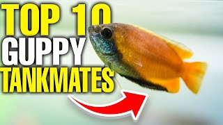 The 10 Best Guppy Tank Mates 🐟 [upl. by Aeriell]