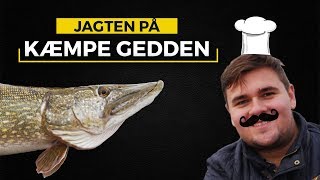 JAGTEN PÅ KÆMPE GEDDEN  Jagten begynder 2 [upl. by Eesdnil37]