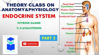 Thyroid gland and its hormones T3 T4THYROXINE CALCITONIN ENDOCRINE SYSTEM part 5 [upl. by Cock]