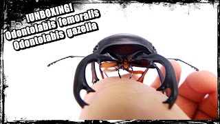 Unboxing GIANT Odontolabis femoralis  Odontolabis gazella [upl. by Perrins]