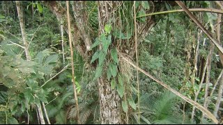 Topo da floresta  Forest canopy  Itajaí southern Brazil  Cupania vernalis [upl. by Odo]