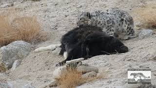 Snow Leopard on cattle Kill March 2018 [upl. by Atirma]