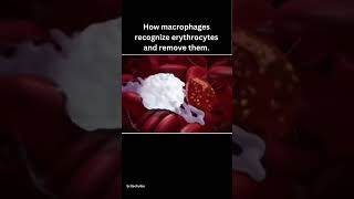 erythrophagocytosis facts science [upl. by Helfant722]