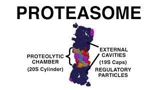 THE PROTEASOME UBIQUITINATION AND PROTEIN DESTRUCTION [upl. by Adlig]