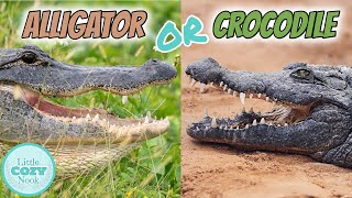 🐊 Alligator OR Crocodile🐊 Whats the difference FOR KIDS [upl. by Ethe]