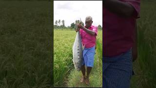 Delicious Mud Fish Recipe🦈🐟🔥 Giant Fish Cooking Inside Clay shorts [upl. by Carmine]