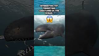 You didn’t know this existed 😳 animalsoceanfypviralvideokillerwhalesscaryinformationcool [upl. by Yelnek]