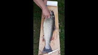 How to fillet a brown trout [upl. by Niwrud662]