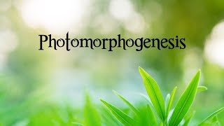 Grade12 Biology Photomorphogenesis [upl. by Neelra]