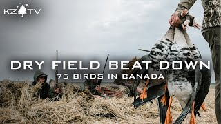 75 Birds Canada Dry Field Hunt Big Wind  Sunshine K ZONE TV Alberta Season 4 Ep 3 [upl. by Elbam]