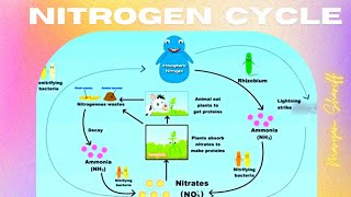 Nitrogen Cycle Nitrogen Fixation Nitrification Assimilation Denitrification I KCSE Biology [upl. by Woll306]