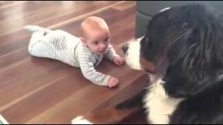 Bernese mountain dog with 4 month old baby [upl. by Leehar229]