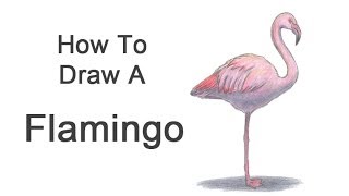 How to Draw a Flamingo [upl. by Yanrahs]