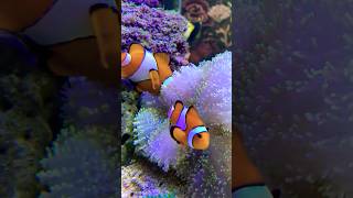 Most Beautiful Fish  Clownfish  Jewel  Reef Royalty  Clownfish Magic [upl. by Yelkao]