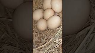 Old nests hatch new nests lay eggs once animals fypシ゚viral shortvideo [upl. by Nada]