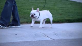 Hip dysplasia in french bulldog [upl. by Drusus]