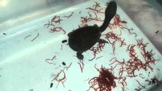 Chelodina siebenrocki Feeding Frozen Blood Worm [upl. by Solracesoj]