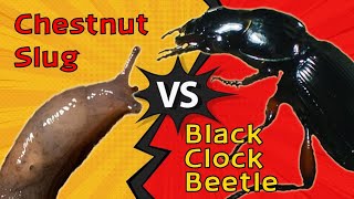 Slug Defends itself from a Hungry Beetle │Slug VS Beetle [upl. by Sharos]