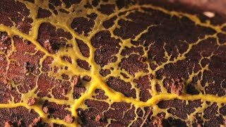 Slime mold formation [upl. by Kerman390]