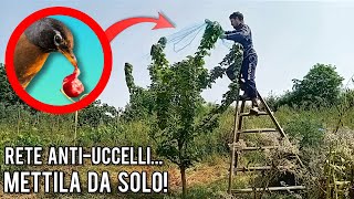 Proteggere gli alberi da frutto con la rete antiuccelli è semplicissimo [upl. by Peri]