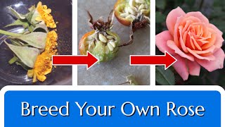 Breed Your Own Rose Hybridize in 4 Steps [upl. by Lytsirk310]