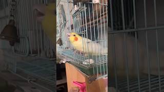 Birds Related information 🦜 birds cockatiel information shortsfeed parrot [upl. by Lisab]