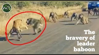 Baboon  Leopard fight in Kruger Park  Leader Baboon attacks to Leopard  Wild World TV [upl. by Cate]