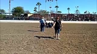 CLYDESDALE Trip and Fall Unbelievable [upl. by Siri]