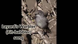 Layards Warbler Titbabbler song [upl. by Gert]