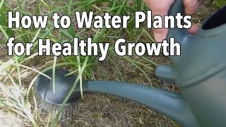 Watering Your Vegetable Garden How to Water Plants for Healthier Growth [upl. by Glass]